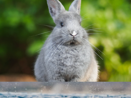 Water Rabbit Year Outlook