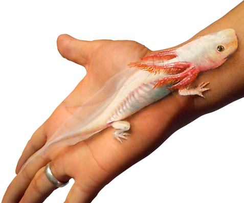 AXOLOTL_edited.png