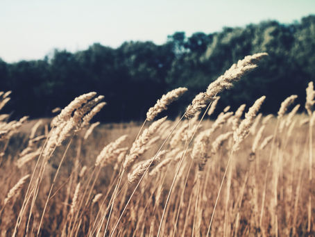 poem: of grain and water