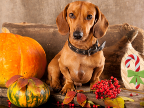 Merry Tummy Pumpkin Probiotic Tonic for Dachshund's Gut Health