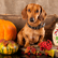 Merry Tummy Pumpkin Probiotic Tonic for Dachshund's Gut Health