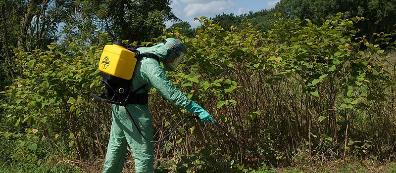 Japanese Knotweed Removal. We offer expert treatment to safely manage and remove this invasive plant. Quickly professionally