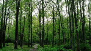 Guildwood Village Neighbourhood Tree, Shrub & Wildflower Giveaway 2025