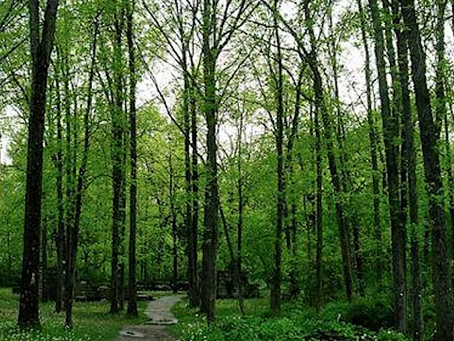 Guildwood Village Neighbourhood Tree, Shrub & Wildflower Giveaway 2025