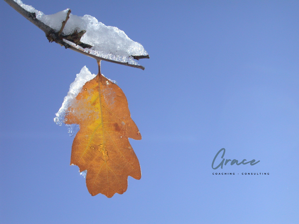 a browning leaf with snow on it, letting go of the past, grace coaching and consulting, life coaching, business coaching, relationship coaching, calls, Texas, Fort Worth, grapevine