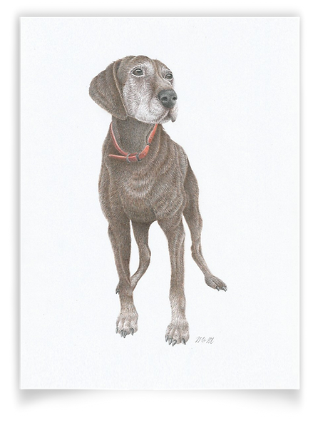 PetPortrait_Dog_2_Sh.png