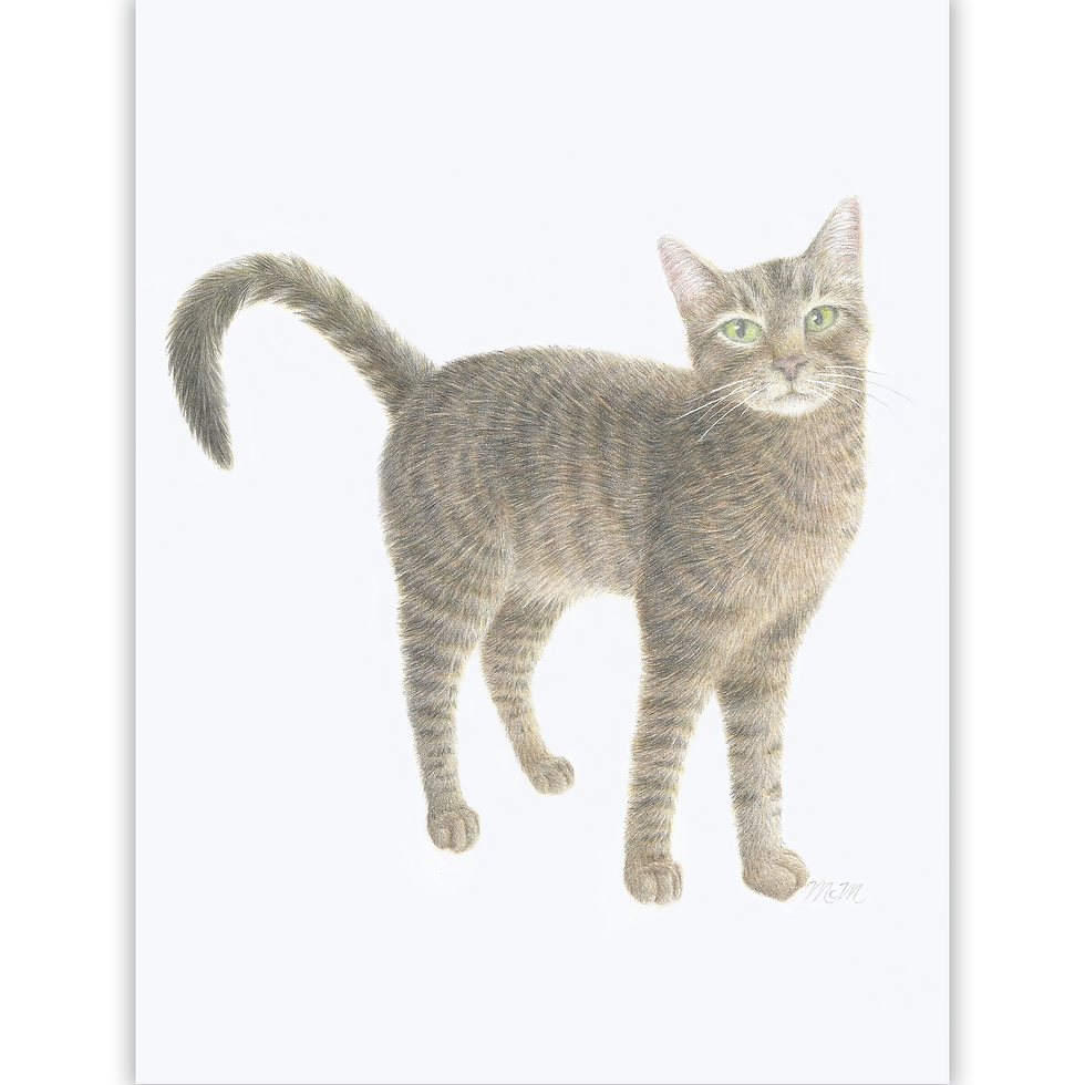 Pet Portrait - Cat