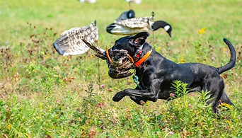 hunting dog training