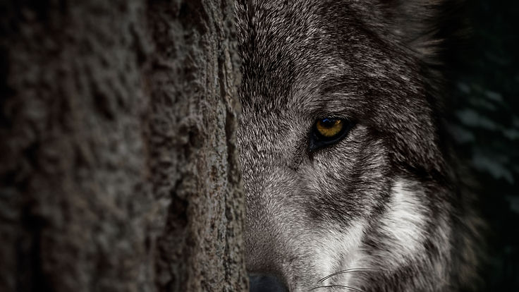 Adult wolf peeps out from behind a tree trunk in a dark forest Half of the face is visible