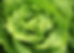 Blattsalat