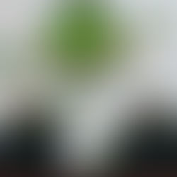 Sialkot Stallionz owner Hamza Majeed denies fraud allegations, confirms financial obligations cleared