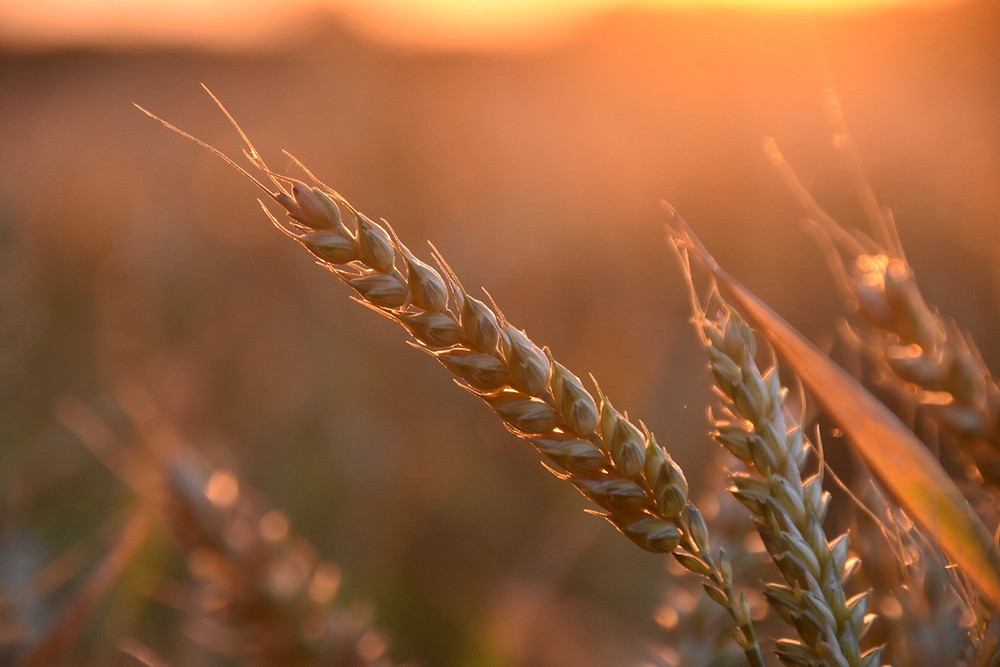 wheat