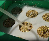 Water spraying over straw-filled circular planting holes