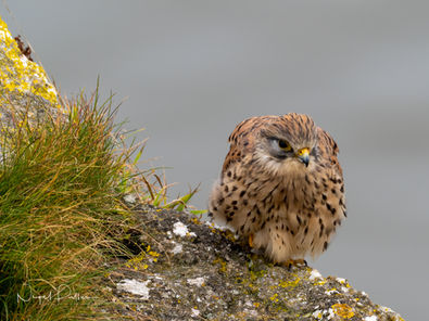 Rhossilli wildlife