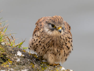 Rhossilli wildlife