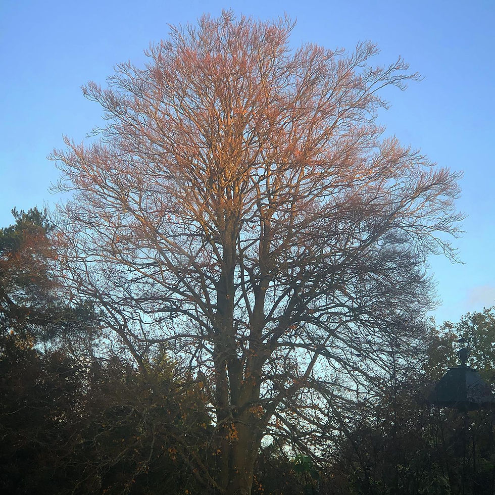 Morning view from Kitchen