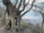 IMG_0041.jpeg