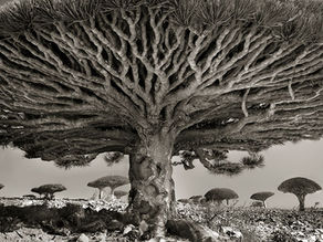 Roots and Shoots: coming together and moving apart