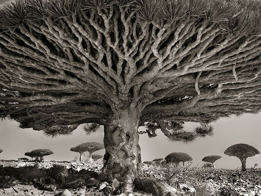 Roots and Shoots: coming together and moving apart