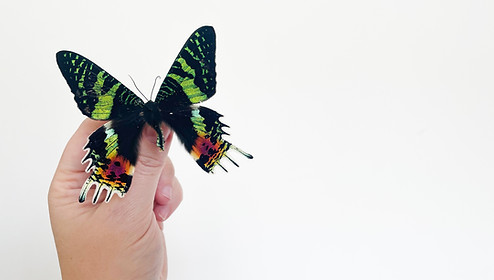 Moth