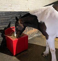 Piebald horse eating hay from a red feeder in a stable