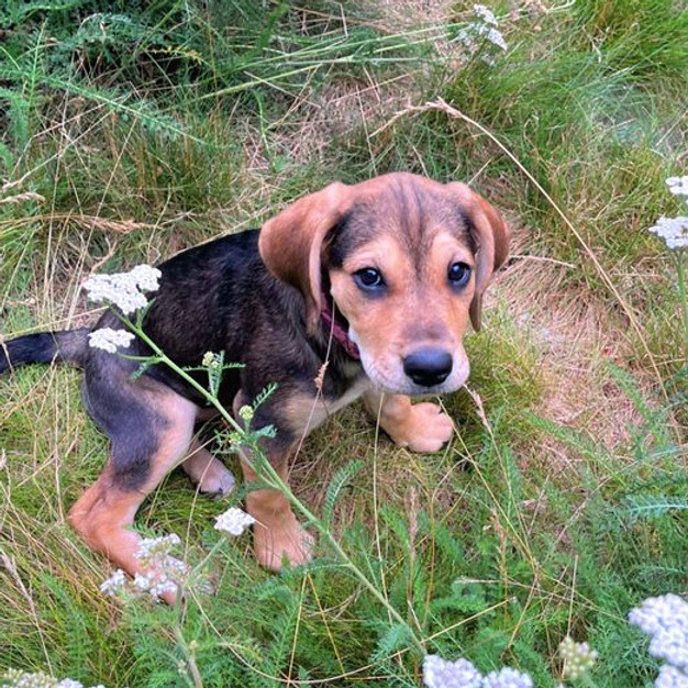 baby puppy.jpg