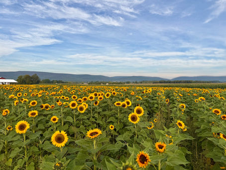 SUNFLOWER SEASON IS PEAKING. π»π