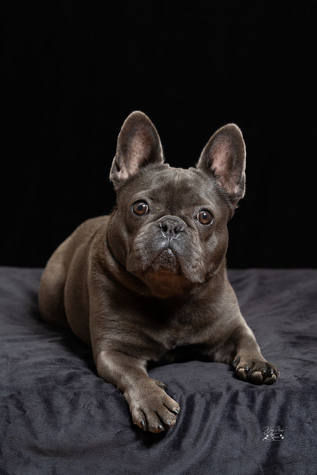 Bulldog Beauty Contest-1.jpg
