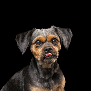 Meet Fred, this dog made famous enjoying his photoshoot and looking good for a dog portrait