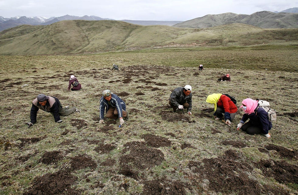 People collecting yarsagumba (cordyceps sinensis) in the alpine meadow of Himalaya