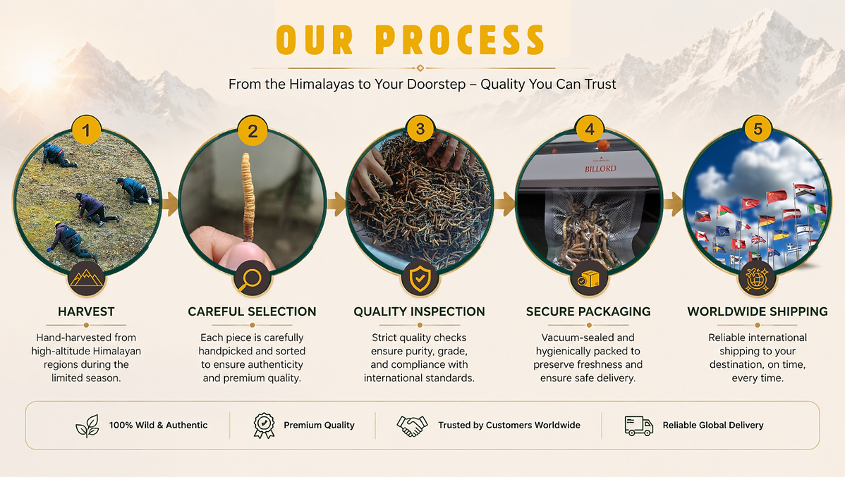 Our process for supplying authentic Wild Himalayan Cordyceps (Cordyceps sinensis), from harvesting in the Indian Himalayas to