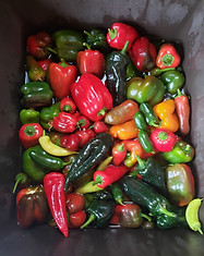 Kasilof grown peppers