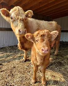 Day old Highland calf