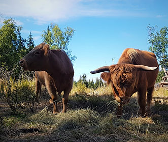 Highland Bull and Cow
