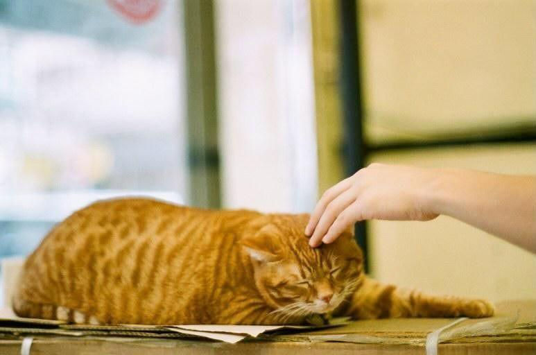 縮圖：Minolta MC Rokkor-PF 58mm f1.4