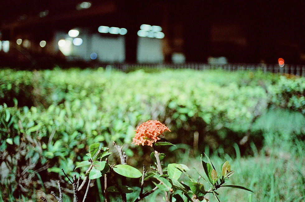 縮圖：nikkor 35mm 2.0