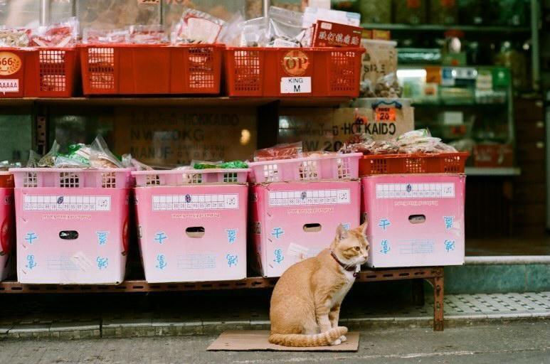縮圖：Minolta MC Rokkor-PF 58mm f1.4