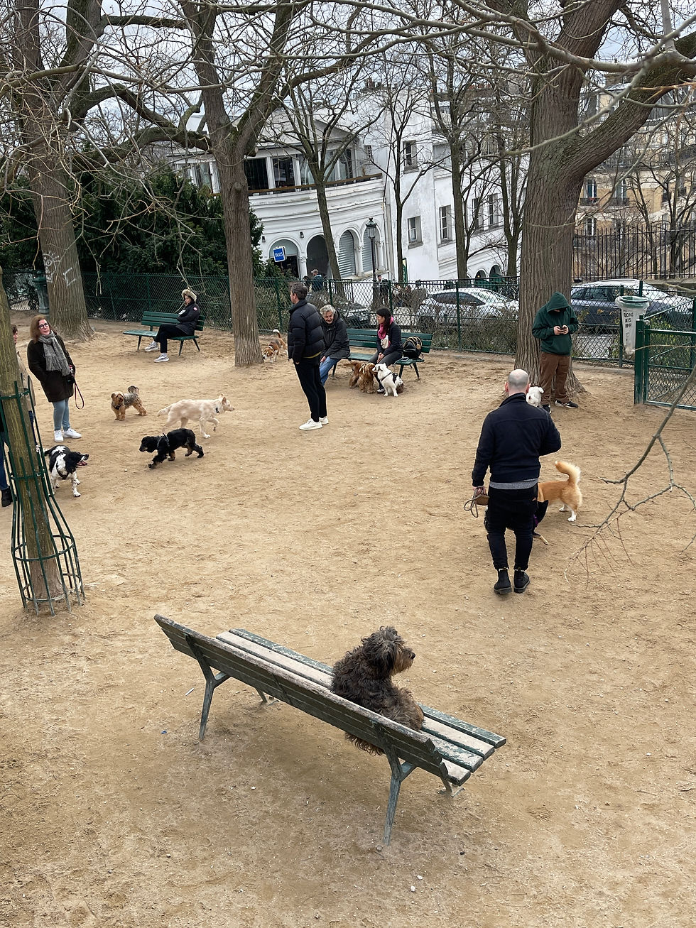 A dog park in Paris