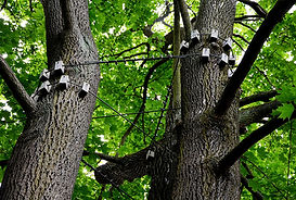 Tree with cabling and bracing Montrose, CO