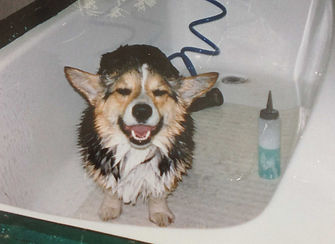 A clean dog is a happy dog!