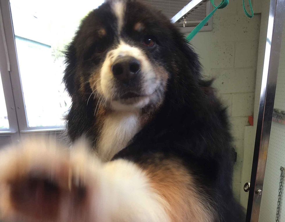 Burnese Mountain Dog