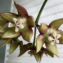 Hoya-Imperialis-flower2.jpg