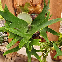 Staghorn11.jpg
