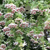 Hoya-Chinghungensis-flowers.jpg