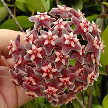 Publicalyx bloom2.jpg