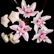 Nauminii bloom.jpg