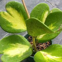 Hoya-kerrii-Reverse-Variegata3.jpg