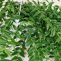 Hoya Laceota-Bella.jpg