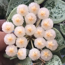 Krohnianabloom1.jpg