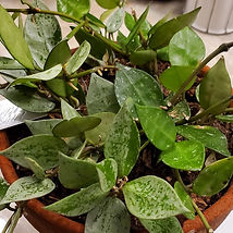Hoya Krohniana.jpg